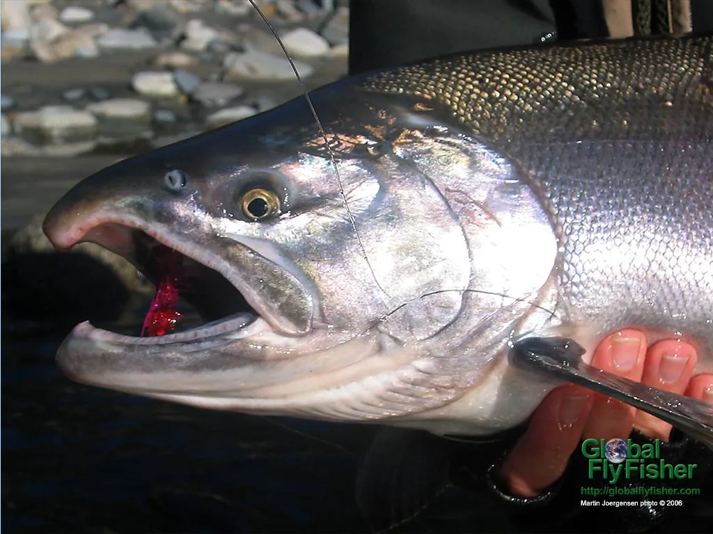 Computer screen wallpaper: BC coho salmon